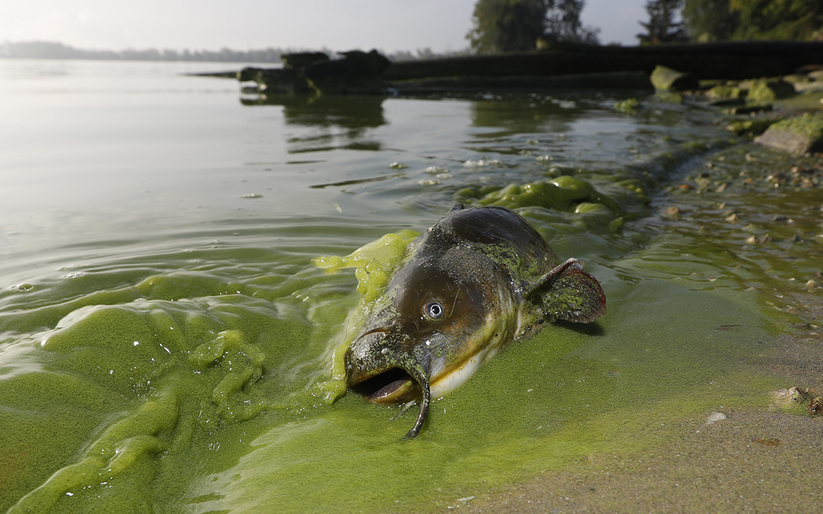 Algae-filled waters of North Toledo, Ohio, in September 2017 | Photo by Andy Morrison/The Blade via AP Photo